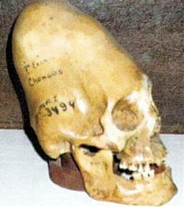 В музеях Перу хранятся огромные черепа — мозг в них занимал объем около трех литров. А у гомо сапиенс — не больше литра. Эти существа явно не были нашими предками.