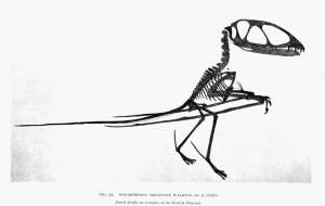 fig. 52.   DIMORPHODON MACRONYX WALKING AS A BIPED <br />Based chiefly on remains in the British Museum
