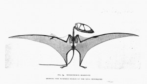 fig. 54.   DIMORPHODON MACRONYX   <br />  SHOWING THE MAXIMUM SPREAD OF THE WING MEMBRANES