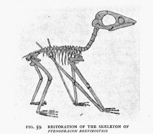 fig. 59.   RESTORATION OF THE SKELETON OF<i>PTENODRACON BREVIROSTRIS</i><br /> From the Solenhofen Slate. The fourth joint of the wing finger appears to be lost and has not been restored in the figure. (Natural size)