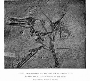 fig. 60.   CYCNORHAMPHUS SUEVICUS FROM THE SOLENHOFEN SLATE SHOWING THE SCATTERED POSITION OF THE BONES <br /><i>Original in the Museum at Tübingen</i>