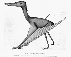 fig. 61.   CYCNORHAMPHUS SUEVICUS   <br />  RESTORATION SHOWING THE FORM OF THE BODY AND THE WING MEMBRANES