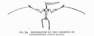 fig. 74.   RESTORATION OF THE SKELETON OF<i>ORNITHOSTOMA INGENS</i>(<span  class=smcap>Marsh</span>) <br />From the Niobrara Cretaceous of Western Kansas. Made by Professor Williston. The original has a spread of wing of about 19 feet 4 inches. Fragments of larger individuals are preserved at Munich