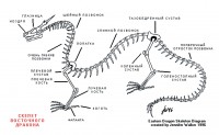 Скелет восточного дракона <br>
Автор Jennifer Walker 1996, www.draconian.com 