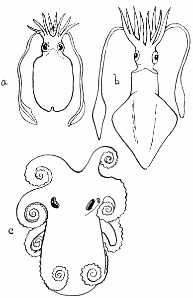 Fig. 22.—(a) Sepia officinalis, after
Tryon, "Cephalopoda".
(b) Loligo vulgaris, after Tryon.
(c) The position usually adopted by the resting Octopus, after
Tryon.