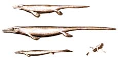 Меловые мозазавры: платекарп, тилозавр, клидаст