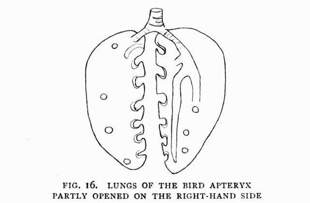 fig. 16.