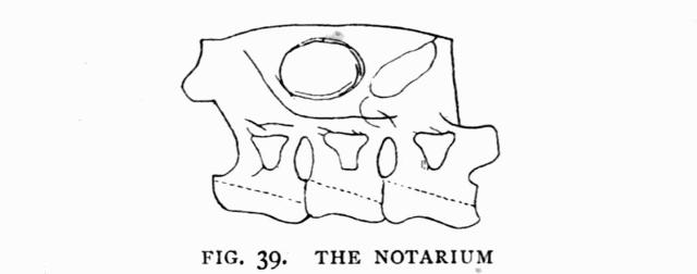 fig. 39. THE NOTARIUM