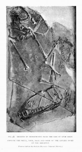 fig. 48.   REMAINS OF DIMORPHODON FROM THE LIAS OF LYME REGIS      <br /> SHOWING THE SKULL, NECK, BACK AND SOME OF THE LONGER BONES OF THE SKELETON <br /> <i>From a slab in the British Museum (Natural History)</i>