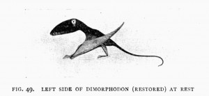 fig. 49.   LEFT SIDE OF DIMORPHODON (RESTORED) AT REST
