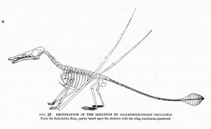 fig. 56.   RESTORATION OF THE SKELETON OF<i>RHAMPHORHYNCHUS PHYLLURUS</i>   <br />  From the Solenhofen Slate, partly based upon the skeleton with the wing membranes preserved