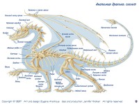 Строение западного дракона скелет <br> Автор Jennifer Walker, 1996