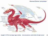Строение западного дракона мускулатура <br> Автор Jennifer Walker, 1996