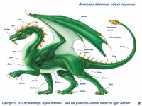Строение западного дракона общий вид<br> Автор Jennifer Walker, 1996
