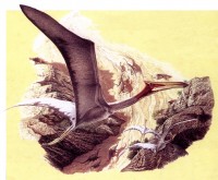 Птерозавр как замечательный пример природной инженерии <br>Иллюстрация из книги «Когда динозавры правили Землей»