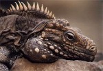 Современные драконы :: описание расы драконов :: Dragons's Nest