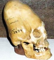 В музеях Перу хранятся огромные черепа — мозг в них занимал объем около трех литров. А у гомо сапиенс — не больше литра. Эти существа явно не были нашими предками.В музеях Перу хранятся огромные черепа — мозг в них занимал объем около трех литров. А у гомо сапиенс — не больше литра. Эти существа явно не были нашими предками.