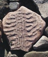 Камень с отпечатками Змея. <br />Фото с сайта газеты «Куть»